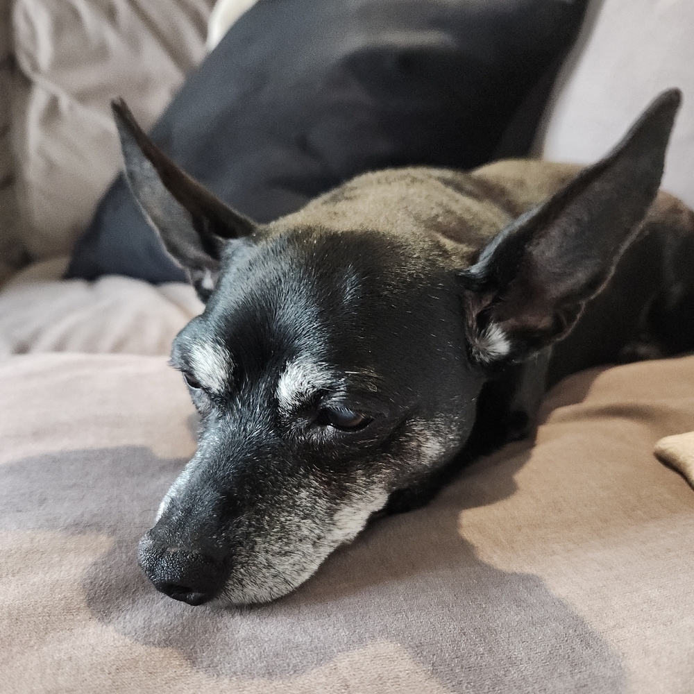 Meet your Posher, Lexi